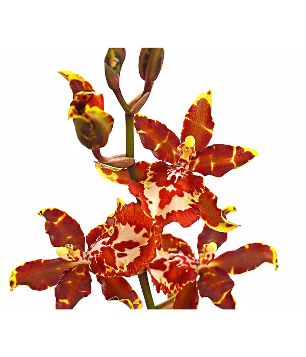 Colmanara-Orchidee - Colmanara 'Andrea' 2 Colmanara-Orchidee - Colmanara 'Andrea' – Bild 2
