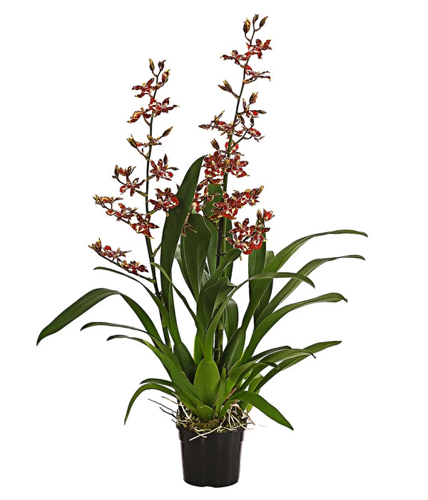 Colmanara-Orchidee - Colmanara 'Andrea' 1 Colmanara-Orchidee - Colmanara 'Andrea'