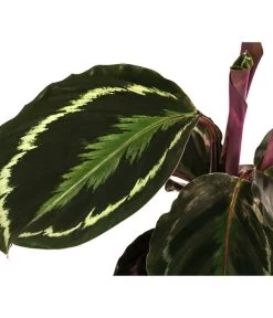 Korbmarante - Calathea Roseopicta 'Medallion' 5 Korbmarante - Calathea Roseopicta 'Medallion' -Gartenpflanzen Verkauf 8696288 WE DE 001 CalatheaMedaillonT12
