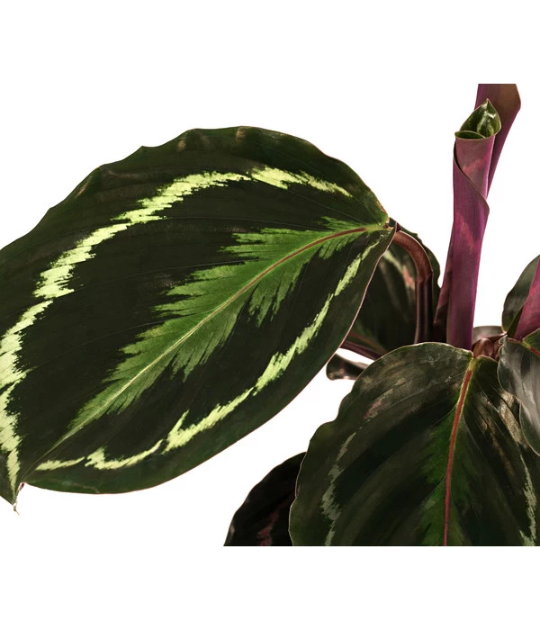Korbmarante - Calathea Roseopicta 'Medallion' 3 Korbmarante - Calathea Roseopicta 'Medallion' – Bild 3