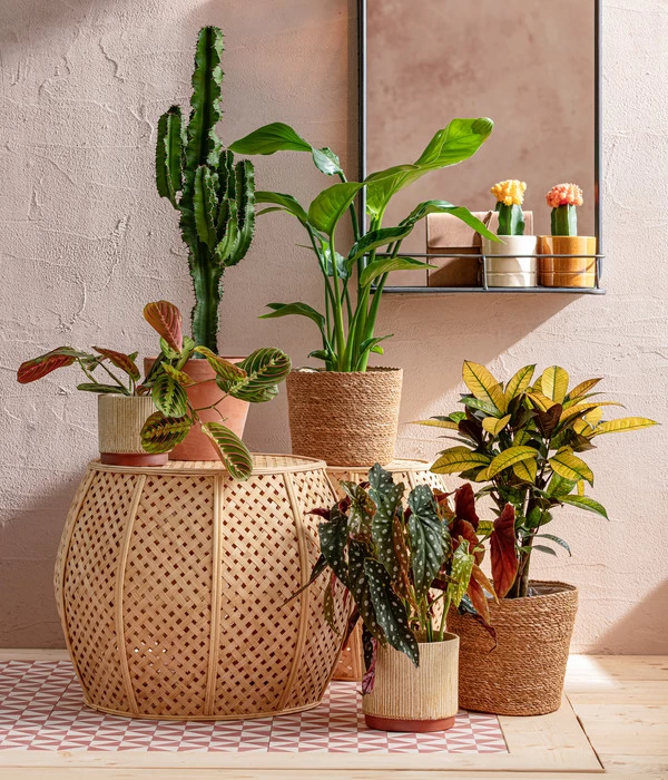 Abessinische Wolfsmilch - Euphorbia Abyssinica 3 Abessinische Wolfsmilch - Euphorbia Abyssinica – Bild 3