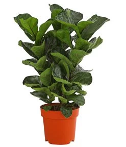 Geigenfeige - Ficus Lyrata, Dreitriebig