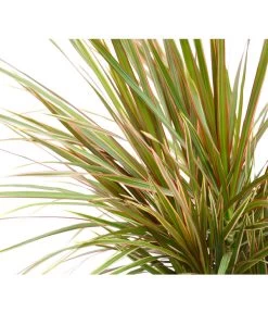 Drachenbaum - Dracaena Marginata 'Bicolor' 7 Drachenbaum - Dracaena Marginata 'Bicolor' -Gartenpflanzen Verkauf 8721482 WE DE 001 DrachenbaumBicolorDracaenaBicolor3ErTuffStefanGloede