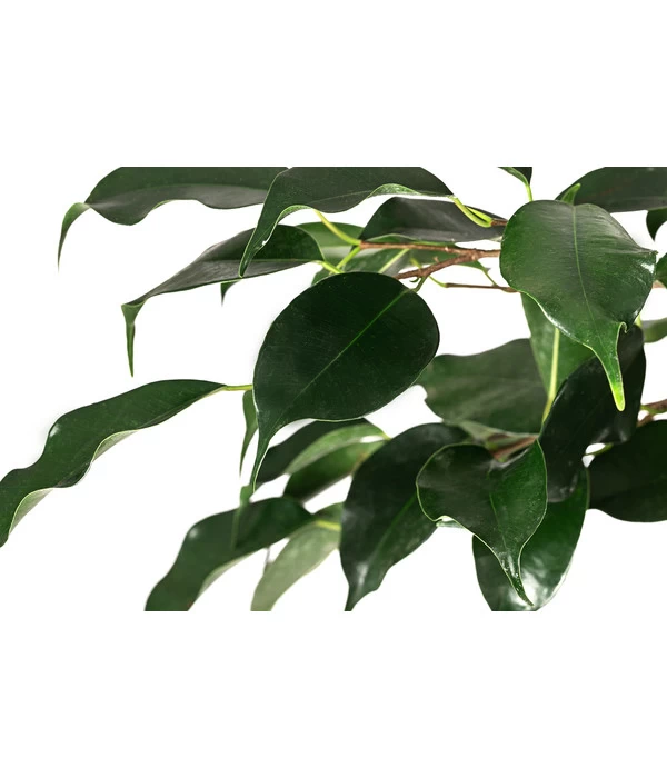 Birkenfeige - Ficus Benjamina 'Danielle' 2 Birkenfeige - Ficus Benjamina 'Danielle' – Bild 2