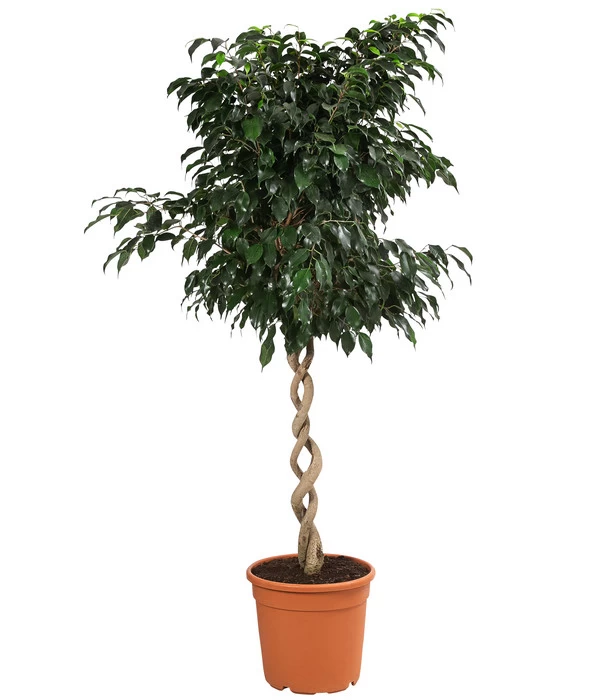 Birkenfeige - Ficus Benjamina 'Danielle' 1 Birkenfeige - Ficus Benjamina 'Danielle'