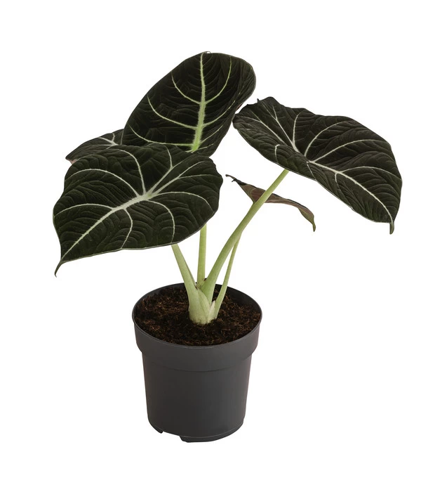 Pfeilblatt - Alocasia Reginula 'Black Velvet' 1 Pfeilblatt - Alocasia Reginula 'Black Velvet'