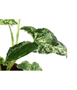 Purpurtute - Syngonium Podophyllum 'Mottled' 7 Purpurtute - Syngonium Podophyllum 'Mottled' -Gartenpflanzen Verkauf 8731432 WE DE 001 PurpurtuteSyngoniumMottledT12