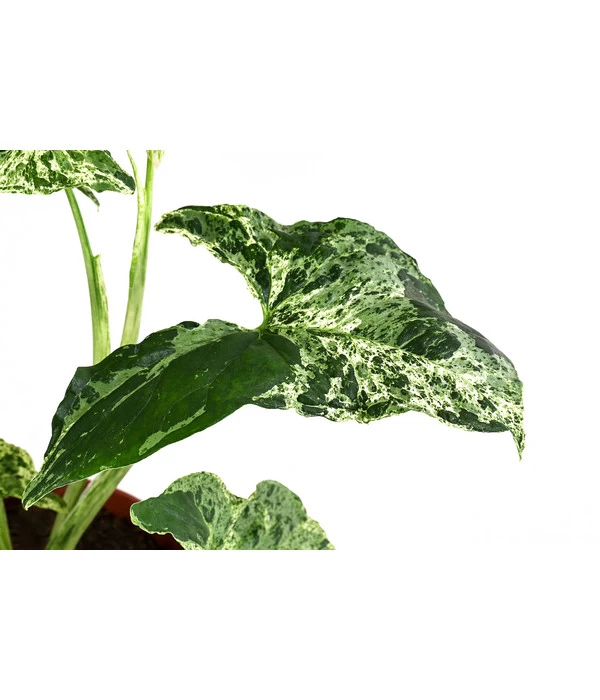 Purpurtute - Syngonium Podophyllum 'Mottled' 4 Purpurtute - Syngonium Podophyllum 'Mottled' – Bild 4