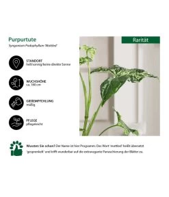 Purpurtute - Syngonium Podophyllum 'Mottled' 6 Purpurtute - Syngonium Podophyllum 'Mottled' -Gartenpflanzen Verkauf 8731432 WE IG 001 PurpurtuteSyngoniumMottled