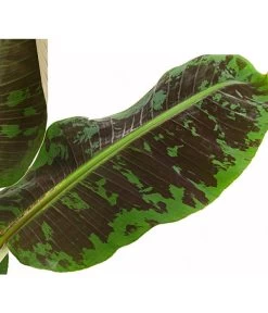 Banane 'Dwarf Cavendish' 9 Banane 'Dwarf Cavendish' -Gartenpflanzen Verkauf 8735920 PR DE 001 BananeMusaCavendishT21DehnerExpressHerzig