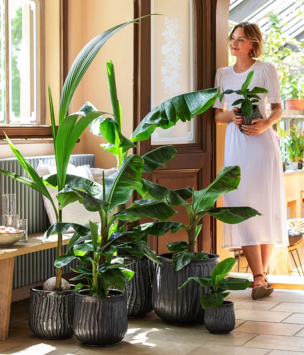 Banane 'Dwarf Cavendish' 2 Banane 'Dwarf Cavendish' – Bild 2