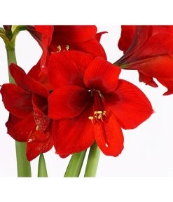 Amaryllis - Hippeastrum-Hybride, Zweitriebig, Sonderfarben 24 Amaryllis - Hippeastrum-Hybride, Zweitriebig, Sonderfarben -Gartenpflanzen Verkauf 8736175 PR DE 001 AmaryllisHippeastrum2TrieberSofaT13DehnerExpressHerzig