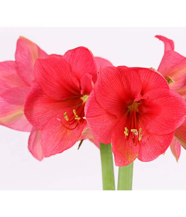 Amaryllis - Hippeastrum-Hybride, Zweitriebig, Sonderfarben 8 Amaryllis - Hippeastrum-Hybride, Zweitriebig, Sonderfarben – Bild 8
