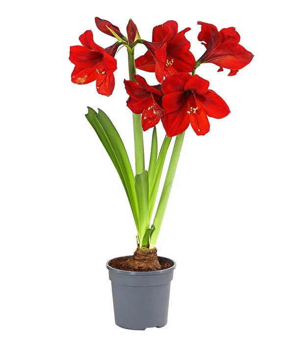 Amaryllis - Hippeastrum-Hybride, Zweitriebig, Sonderfarben 6 Amaryllis - Hippeastrum-Hybride, Zweitriebig, Sonderfarben – Bild 6