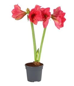 Amaryllis - Hippeastrum-Hybride, Zweitriebig, Sonderfarben