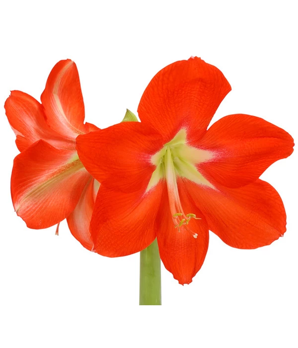 Amaryllis - Hippeastrum-Hybride, Zweitriebig, Sonderfarben 10 Amaryllis - Hippeastrum-Hybride, Zweitriebig, Sonderfarben – Bild 10