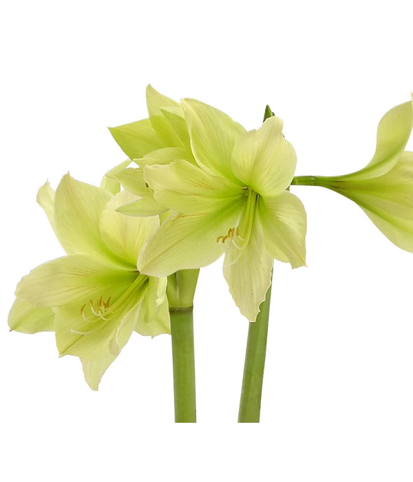 Amaryllis - Hippeastrum-Hybride, Zweitriebig, Sonderfarben 9 Amaryllis - Hippeastrum-Hybride, Zweitriebig, Sonderfarben – Bild 9