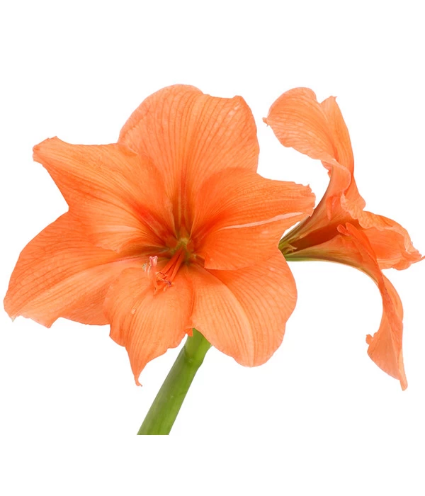 Amaryllis - Hippeastrum-Hybride, Zweitriebig, Sonderfarben 7 Amaryllis - Hippeastrum-Hybride, Zweitriebig, Sonderfarben – Bild 7