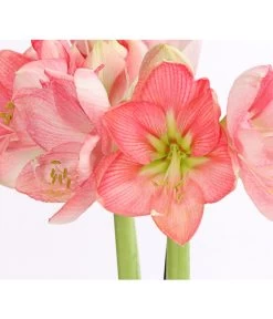 Amaryllis - Hippeastrum-Hybride, Zweitriebig, Sonderfarben 23 Amaryllis - Hippeastrum-Hybride, Zweitriebig, Sonderfarben -Gartenpflanzen Verkauf 8736175 WE DE 004 AmaryllisRosaSofHippeastrum2TrieberRosaDehnerExpressHerzig