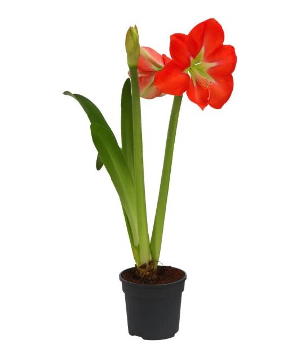 Amaryllis - Hippeastrum-Hybride, Zweitriebig, Sonderfarben 3 Amaryllis - Hippeastrum-Hybride, Zweitriebig, Sonderfarben – Bild 3