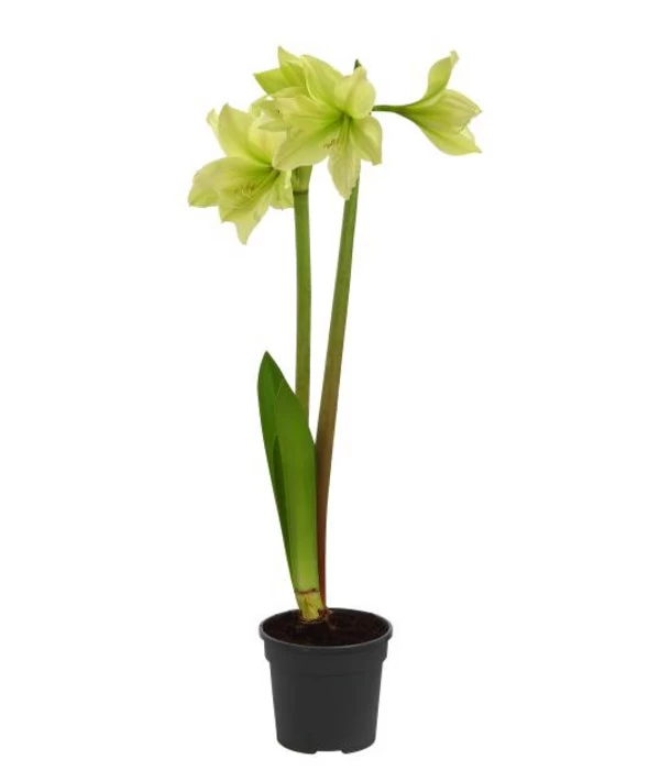 Amaryllis - Hippeastrum-Hybride, Zweitriebig, Sonderfarben 5 Amaryllis - Hippeastrum-Hybride, Zweitriebig, Sonderfarben – Bild 5