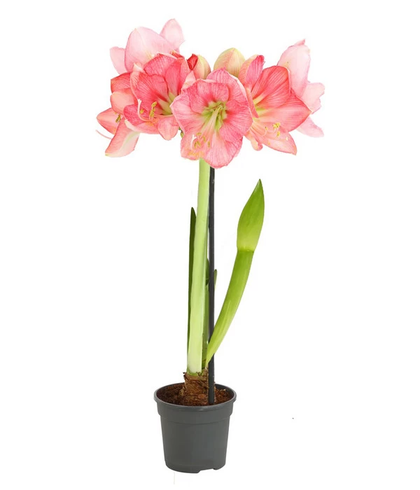 Amaryllis - Hippeastrum-Hybride, Zweitriebig, Sonderfarben 4 Amaryllis - Hippeastrum-Hybride, Zweitriebig, Sonderfarben – Bild 4