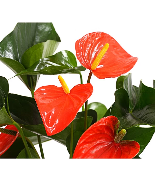 Große Flamingoblume - Anthurium Andreanum 'Adios', Verschiedene Sorten 7 Große Flamingoblume - Anthurium Andreanum 'Adios', Verschiedene Sorten – Bild 7