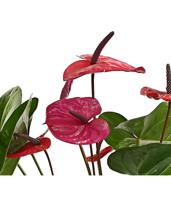 Große Flamingoblume - Anthurium Andreanum 'Adios', Verschiedene Sorten 9 Große Flamingoblume - Anthurium Andreanum 'Adios', Verschiedene Sorten – Bild 9