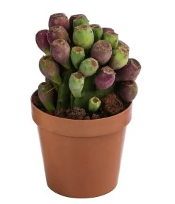 Feigenkaktus - Opuntia Vulgaris 'Etna'