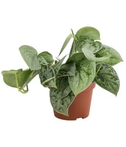 Silberne Efeutute 'Silvery Ann' - Scindapsus Pictus