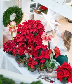 Rote Teppichbeere 11 Rote Teppichbeere -Gartenpflanzen Verkauf 874704 WE MO 001 WeihnachtsblueherRot