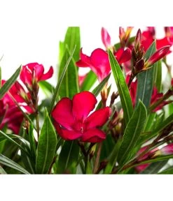 Oleander, Solitärbusch 5 Oleander, Solitärbusch -Gartenpflanzen Verkauf 8753105 WE DE 001 NeriumOleanderBuschRotT30
