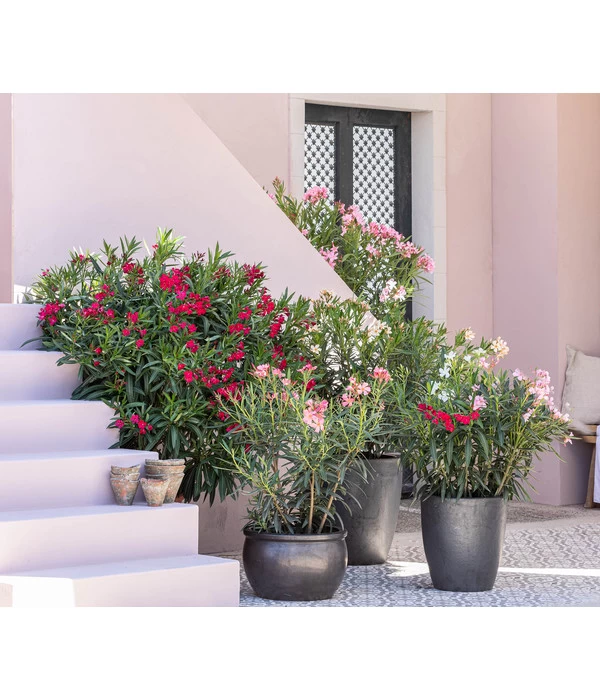 Oleander, Solitärbusch 2 Oleander, Solitärbusch – Bild 2