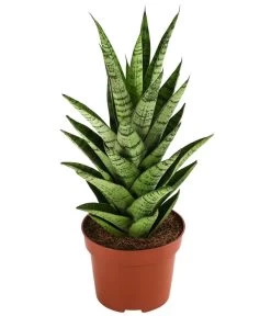 Bogenhanf - Sansevieria-Hybride 'Tough Lady'