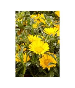 Goldtaler -Gartenpflanzen Verkauf 8809394 BildD 003 GoldtalerAsteriscusMarit