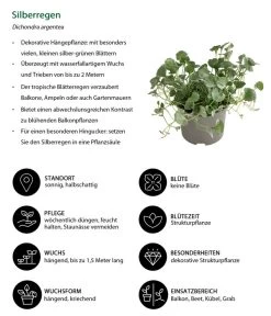 Silberregen -Gartenpflanzen Verkauf 8809550 WE IG 001 Silberregen