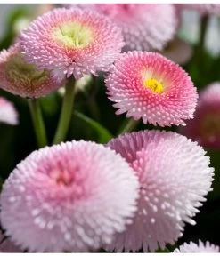 Beet- & Balkonpflanzen-Set Rosa Frühling, 6-teilig -Gartenpflanzen Verkauf 8809857 PR DE 003 BellisRosaErdbeersahneGaensebluemchenSonderfarben