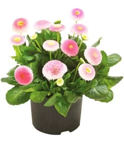 Beet- & Balkonpflanzen-Set Rosa Frühling, 6-teilig -Gartenpflanzen Verkauf 8809857 WE FS 001 GaensebluemchenBellisRosa