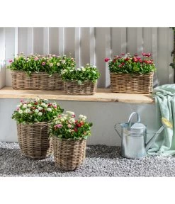 Gänseblümchen, Gefüllt 10 Gänseblümchen, Gefüllt -Gartenpflanzen Verkauf 8809857 WE MO 001 BellisErdbeersahneGaensebluemchengefuellt