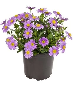 Blaues Gänseblümchen