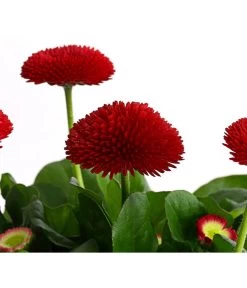 Gänseblümchen, Gefüllt 15 Gänseblümchen, Gefüllt -Gartenpflanzen Verkauf 8810079 PR DE 002 BellisGefuelltT11DehnerExpressHerzig