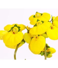 Pantoffelblume 'Calynopsis', Verschiedene Farben -Gartenpflanzen Verkauf 8810285 PR DE 001 CalceolariaCalynopsisPremiumPantoffelblumeT12DehnerHerzig