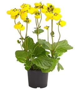 Pantoffelblume 'Calynopsis', Verschiedene Farben