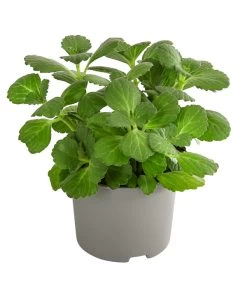 Verpiss-Dich-Pflanze