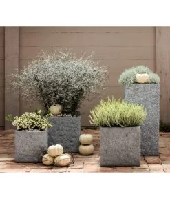 Knospenheide, Verschiedene Sorten 13 Knospenheide, Verschiedene Sorten -Gartenpflanzen Verkauf 8811184 7084932 8805913 WE MO 001 Zickzackstrauch Gitterkraut Knospenheide