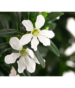 Köcherblümchen, Verschiedene Farben 13 Köcherblümchen, Verschiedene Farben -Gartenpflanzen Verkauf 8811366 WE DE 001 CupheaHyssopifoliaPremium