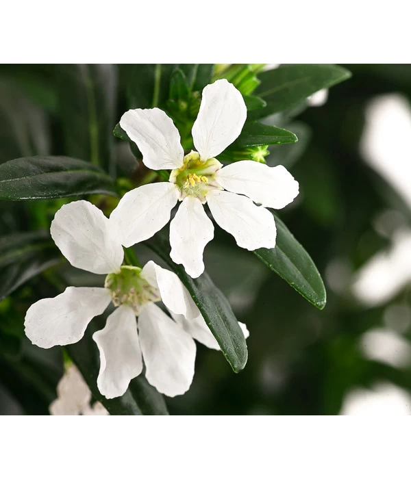 Köcherblümchen, Verschiedene Farben 6 Köcherblümchen, Verschiedene Farben – Bild 6