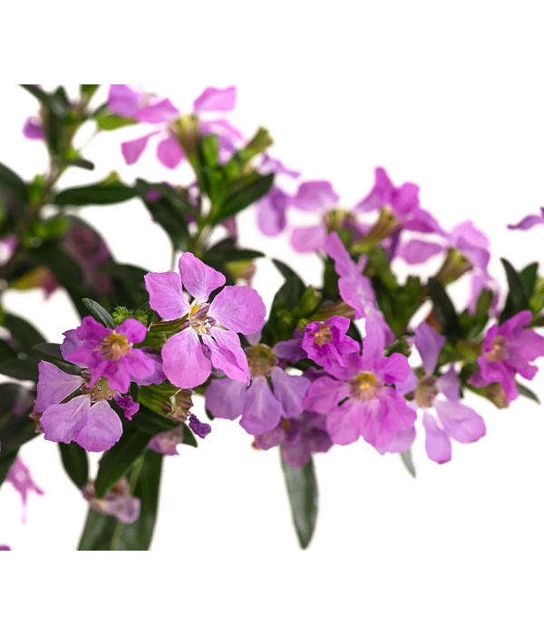 Köcherblümchen, Verschiedene Farben 7 Köcherblümchen, Verschiedene Farben – Bild 7