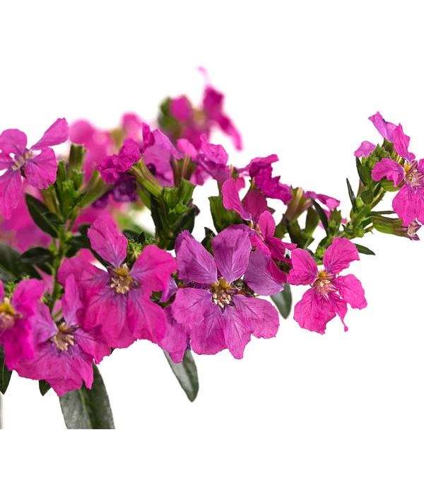 Köcherblümchen, Verschiedene Farben 8 Köcherblümchen, Verschiedene Farben – Bild 8