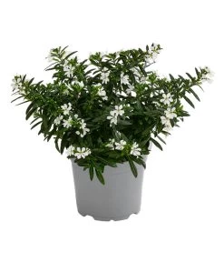 Köcherblümchen, Verschiedene Farben